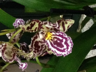 Orchidea coltivata: Zygopetalum sp.